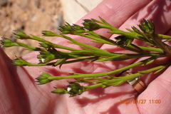 Thesium capitatum