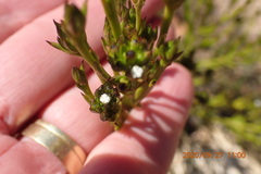 Thesium capitatum