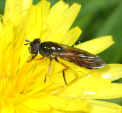 Pyrophaena granditarsis