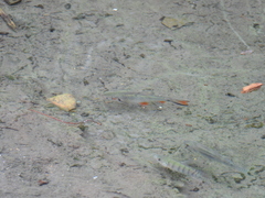 Systomus orphoides