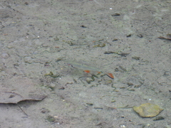 Systomus orphoides