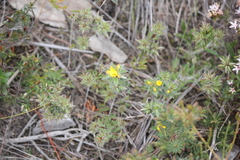Pultenaea involucrata