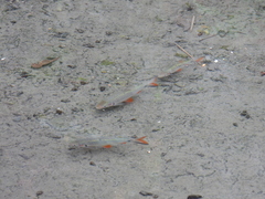 Systomus orphoides
