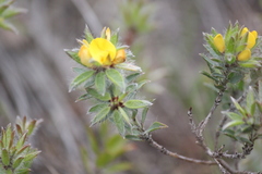 Pultenaea involucrata