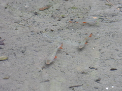Systomus orphoides