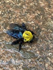 Xylocopa ruficornis