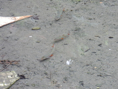 Systomus orphoides