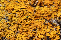 Xanthoria calcicola