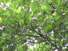 Alnus jorullensis