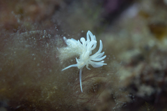 Phyllodesmium