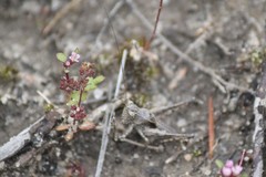 Oligodectes longicercus