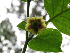 Physalis coztomatl