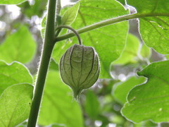Physalis coztomatl