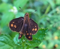 Taractrocera ceramas