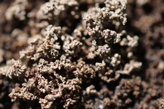 Stereocaulon condensatum