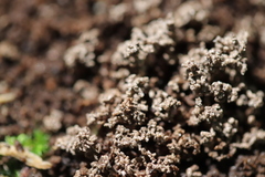 Stereocaulon condensatum