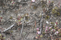 Oligodectes longicercus