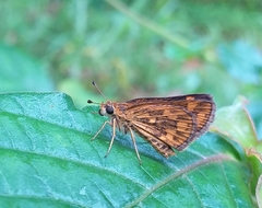 Taractrocera ceramas