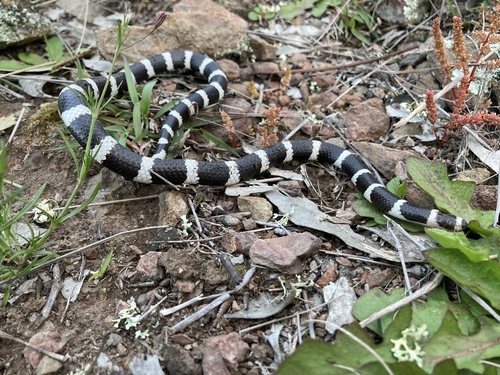 Eastern Bandy Bandy sighting