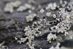 Stereocaulon nanodes