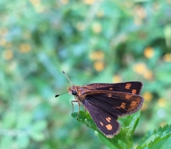 Taractrocera ceramas