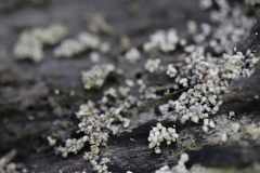 Stereocaulon nanodes