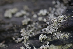 Stereocaulon nanodes