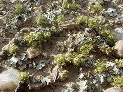 Ceratocephala pungens