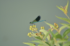 Calopteryx xanthostoma