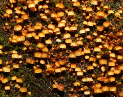 Xeromphalina leonina