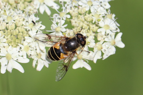 Stripe-winged Drone Fly, Noordwijk, Nederland, photo 5 of 10