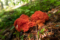 Ramaria stuntzii