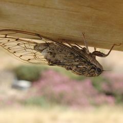 Cicada barbara