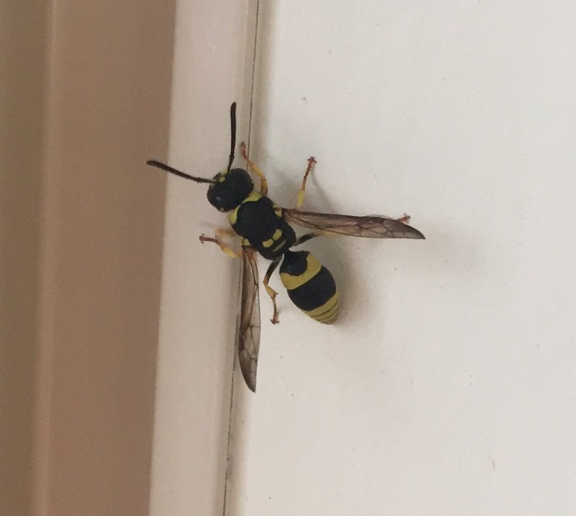 European tube wasp from 10 Turakina Street, Merrilands, Taranaki, NZ on