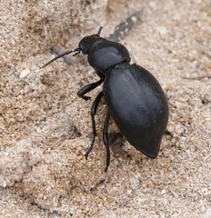 Tentyria grossa