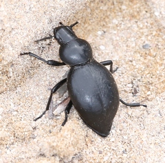 Tentyria grossa