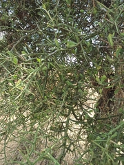 Balanites aegyptiaca