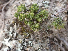 Colobanthus brevisepalus