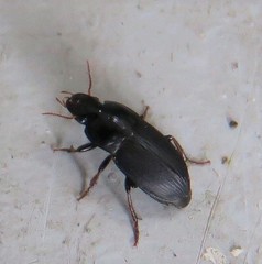 Harpalus tardus