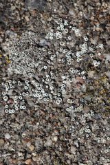 Myriolecis semipallida