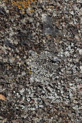 Myriolecis semipallida