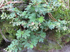 Alchemilla procumbens
