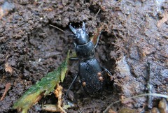 Plocamostethus planiusculus