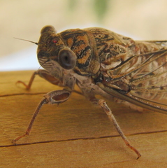 Cicada barbara