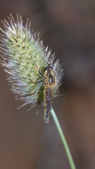 Scylaticus