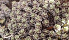 Raoulia parkii