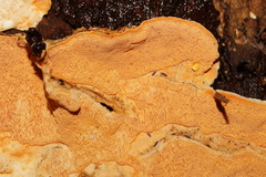 Gloeoporellus merulinus