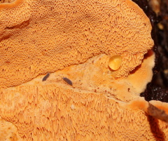 Gloeoporellus merulinus