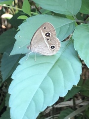 Mycalesis gotama