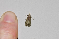 Heteromicta tripartitella